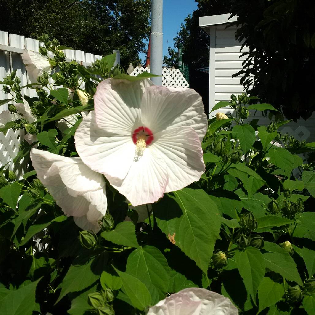 Des fleurs spectaculaires et éphémères dans sa cour