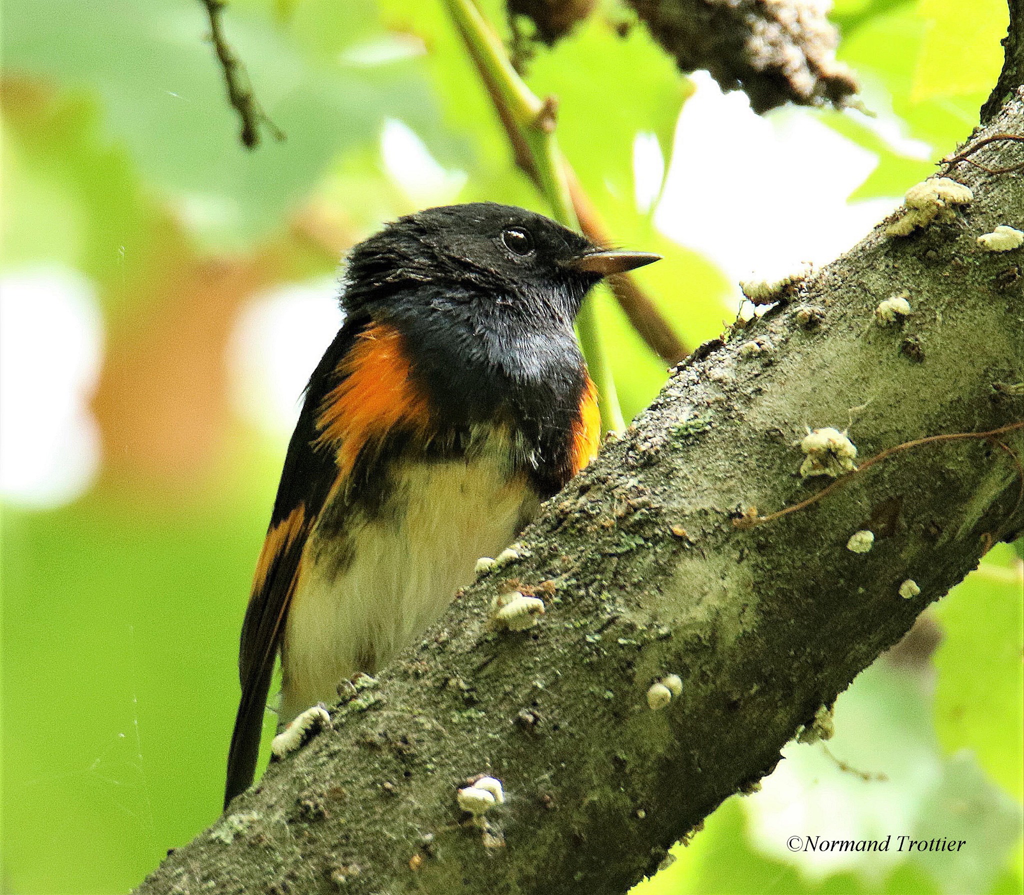 Le Groupe Maison Candiac a violé la loi sur les oiseaux migrateurs