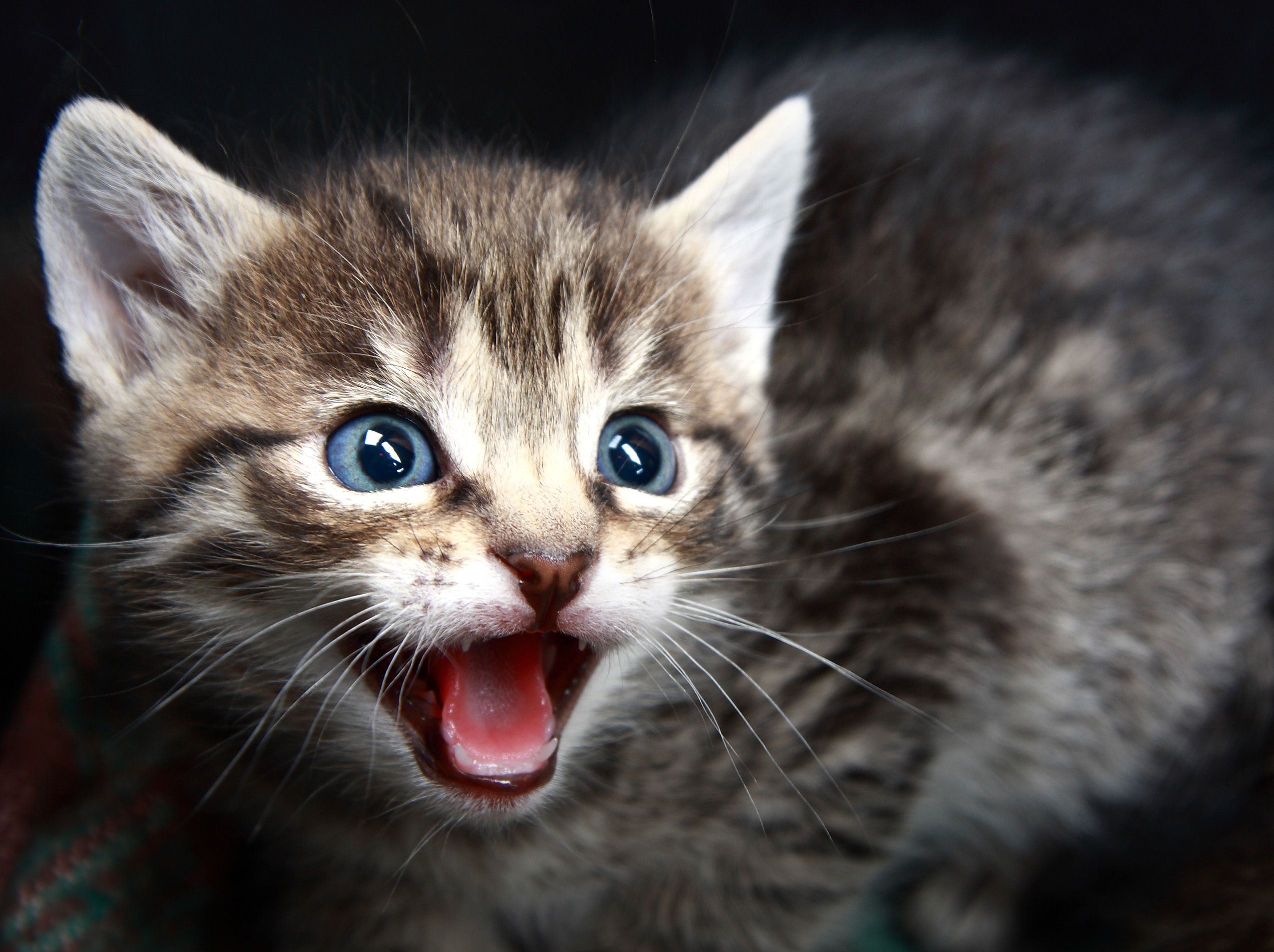 Billet : Trois p&rsquo;tits chats, trois p&rsquo;tits chats…