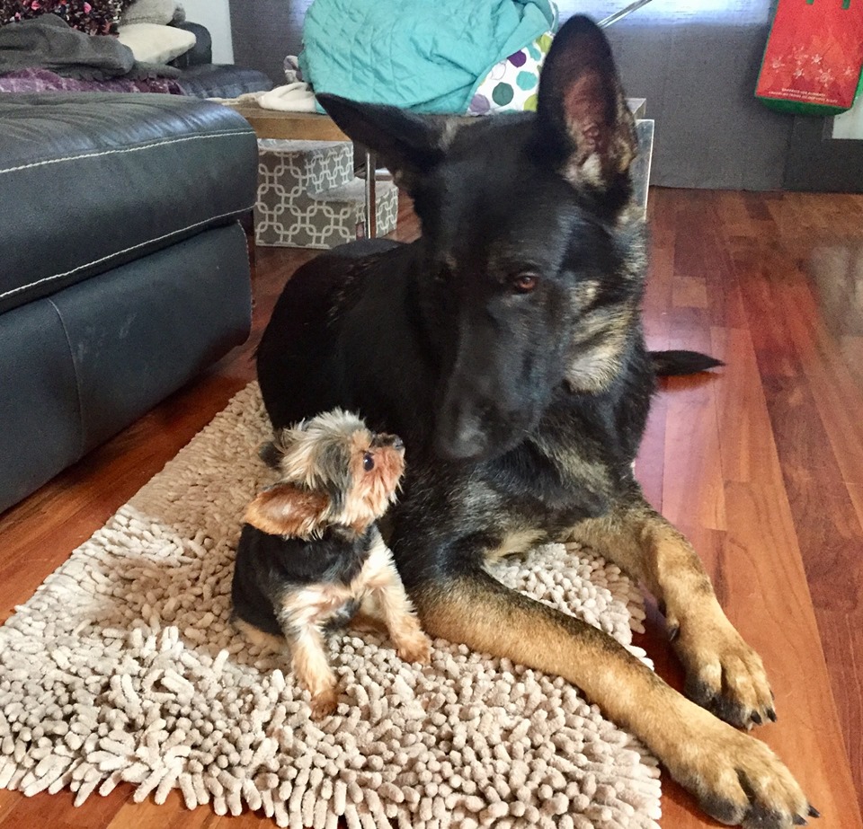Trafic de chiens en Montérégie ?