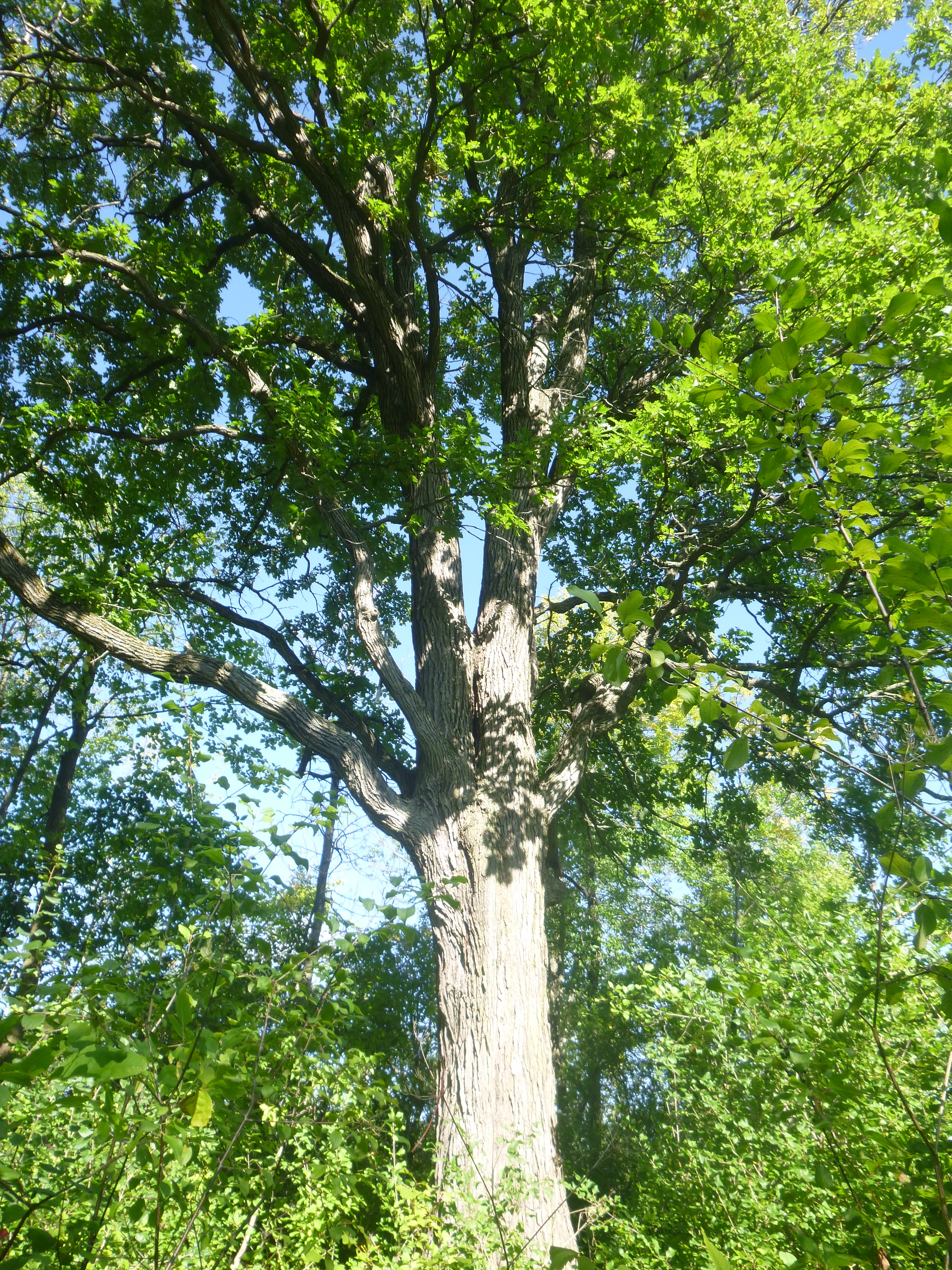 Saint-Constant adhère au Fonds des municipalités pour la biodiversité
