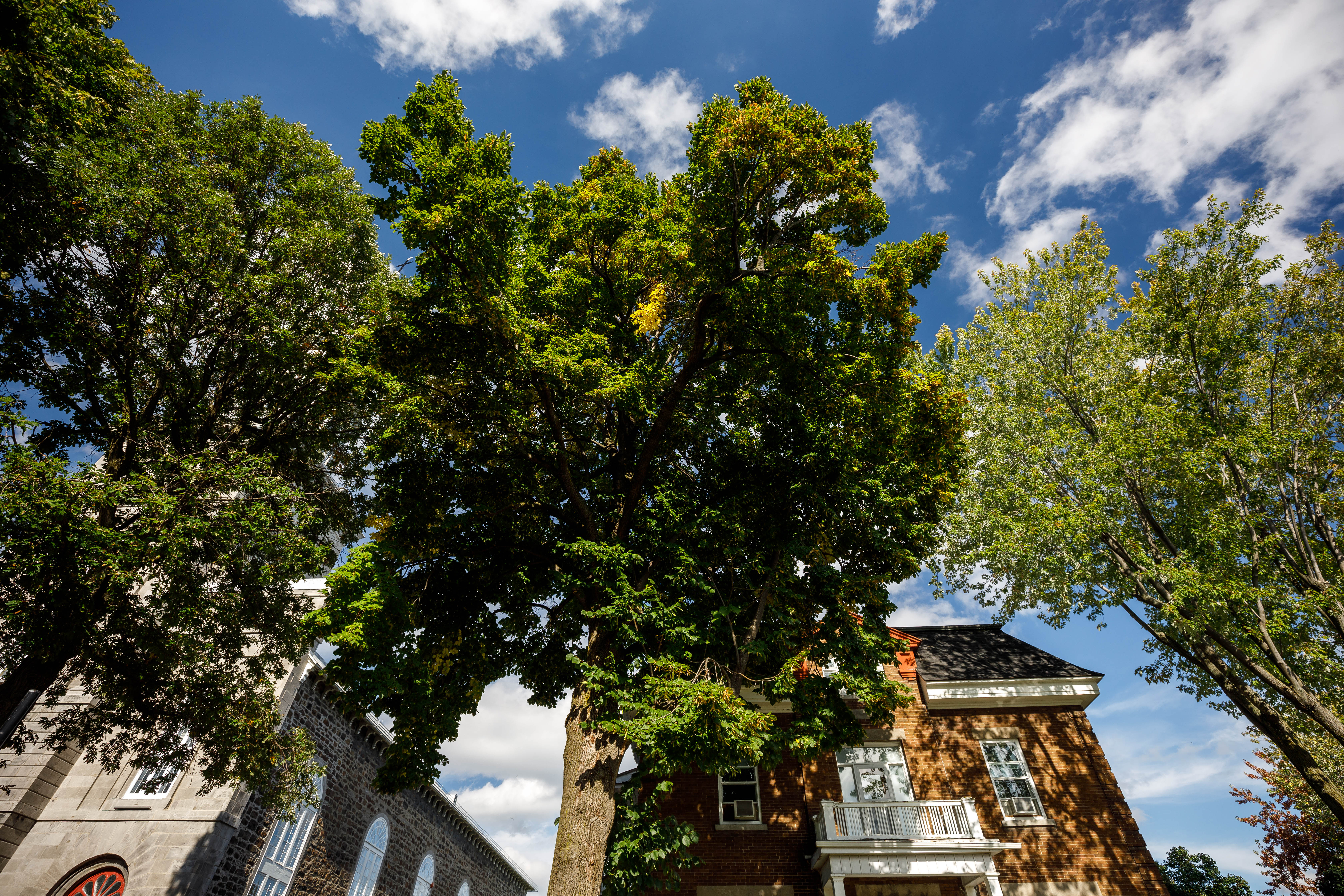 Les arbres vénérables du territoire