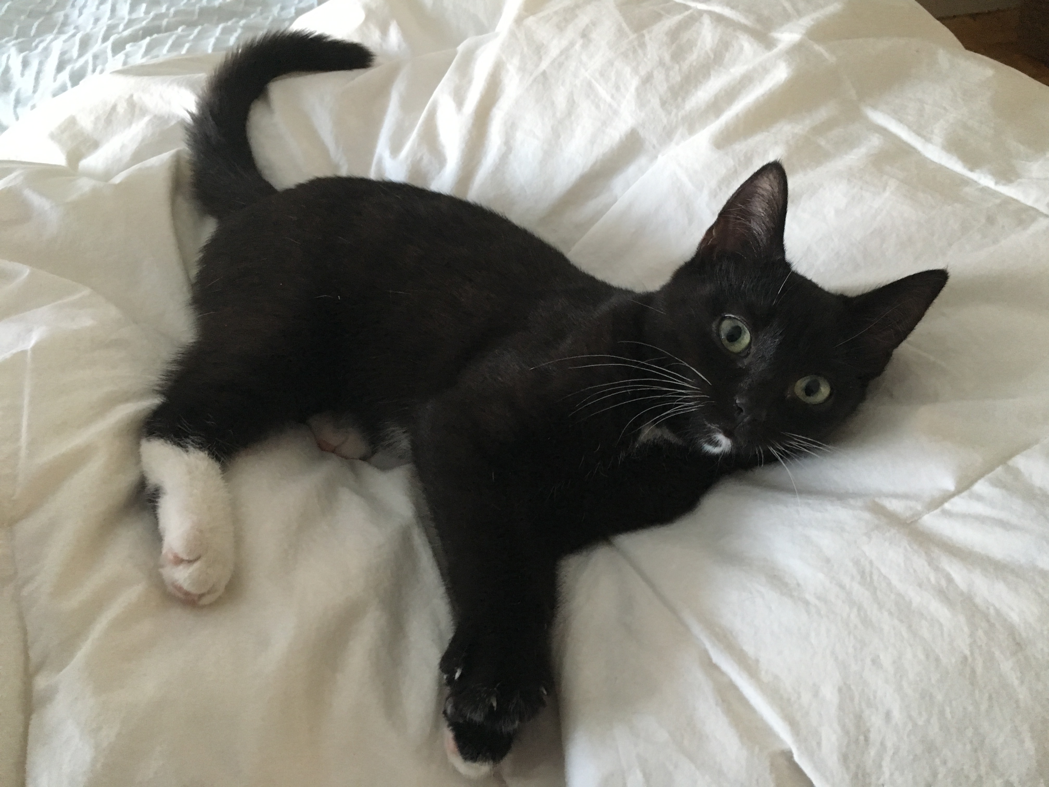 Billet d&rsquo;humeur : S&rsquo;apprivoiser