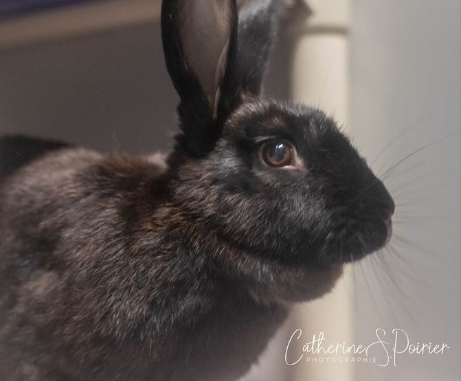 La SPCA Roussillon au secours de lapins domestiques errants