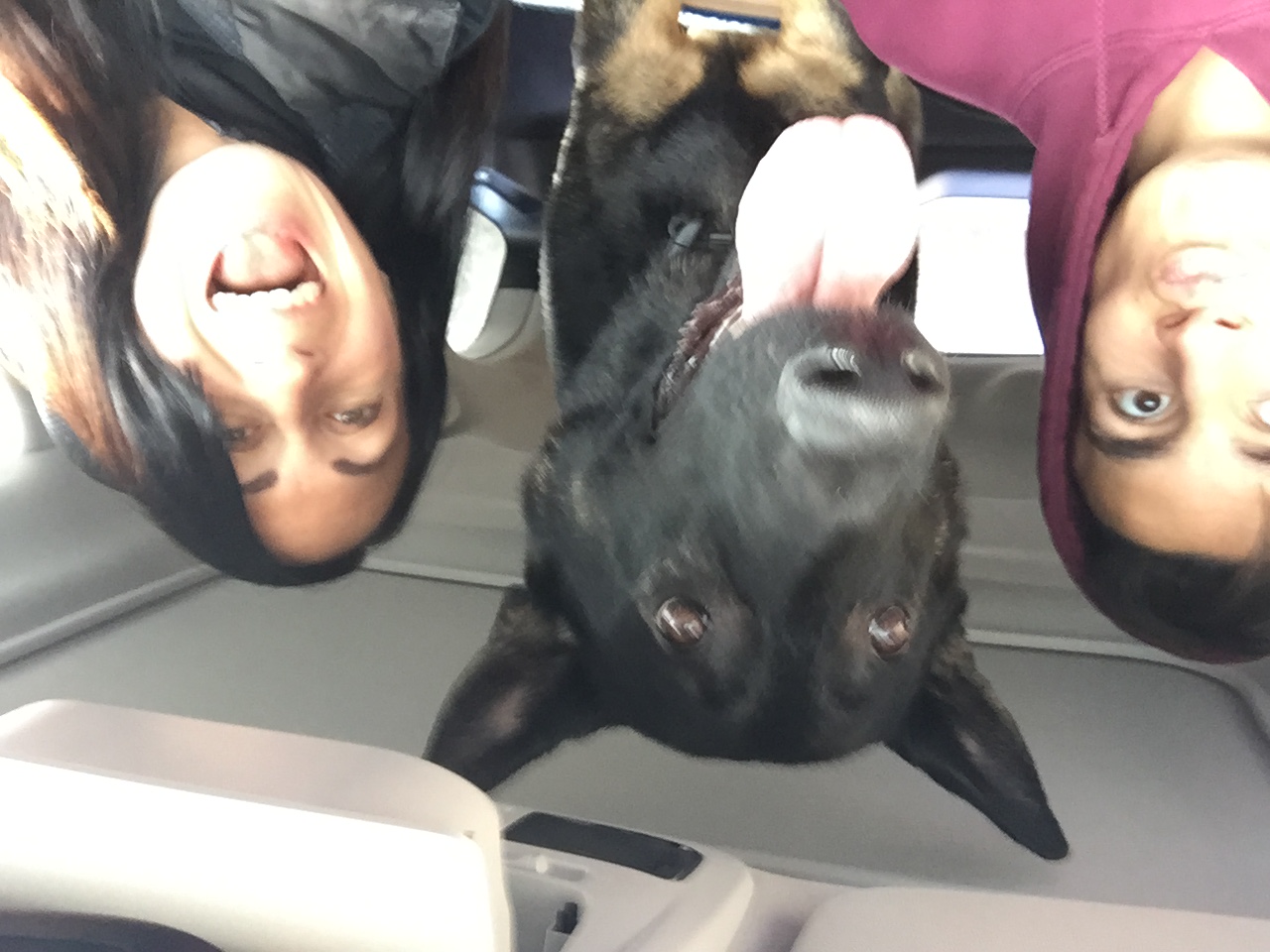 Le chien «Boomer» retrouvé sain et sauf à Ottawa