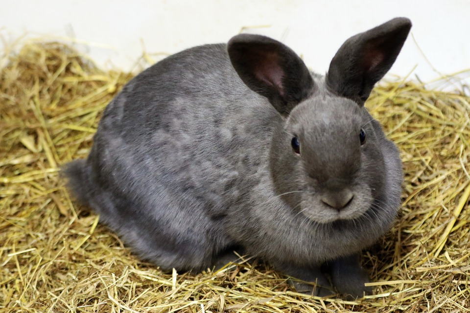 Posséder un lapin de compagnie est interdit… mais tout de même toléré