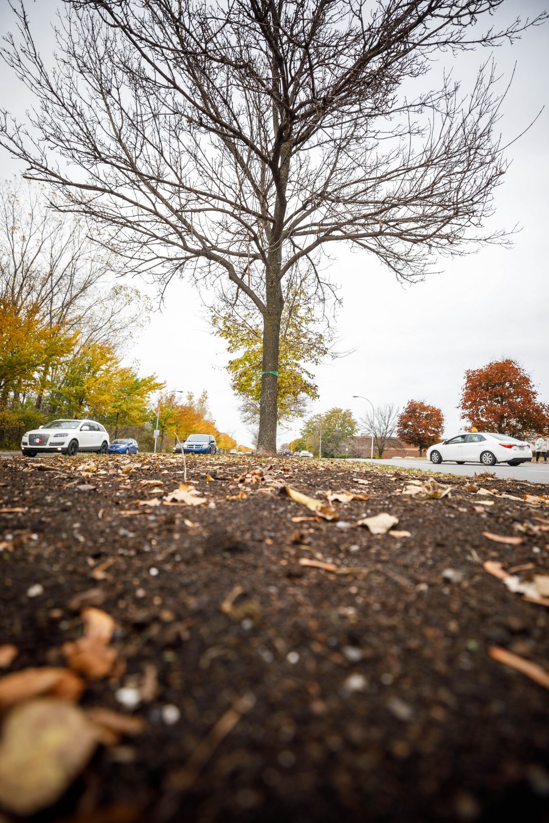L’agrile a presque complètement rayé les frênes de la carte à Longueuil