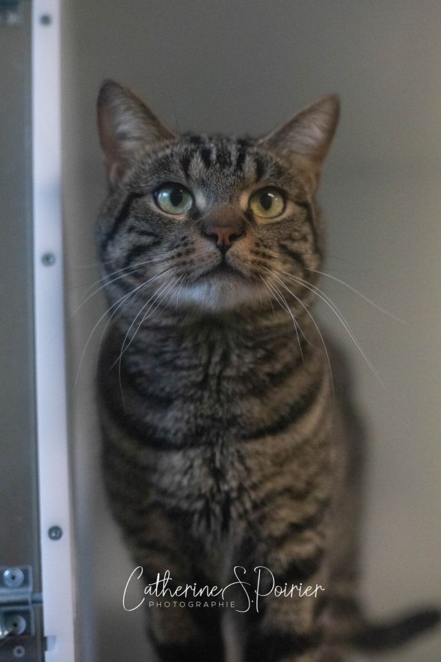 Gaston, la vedette de la semaine