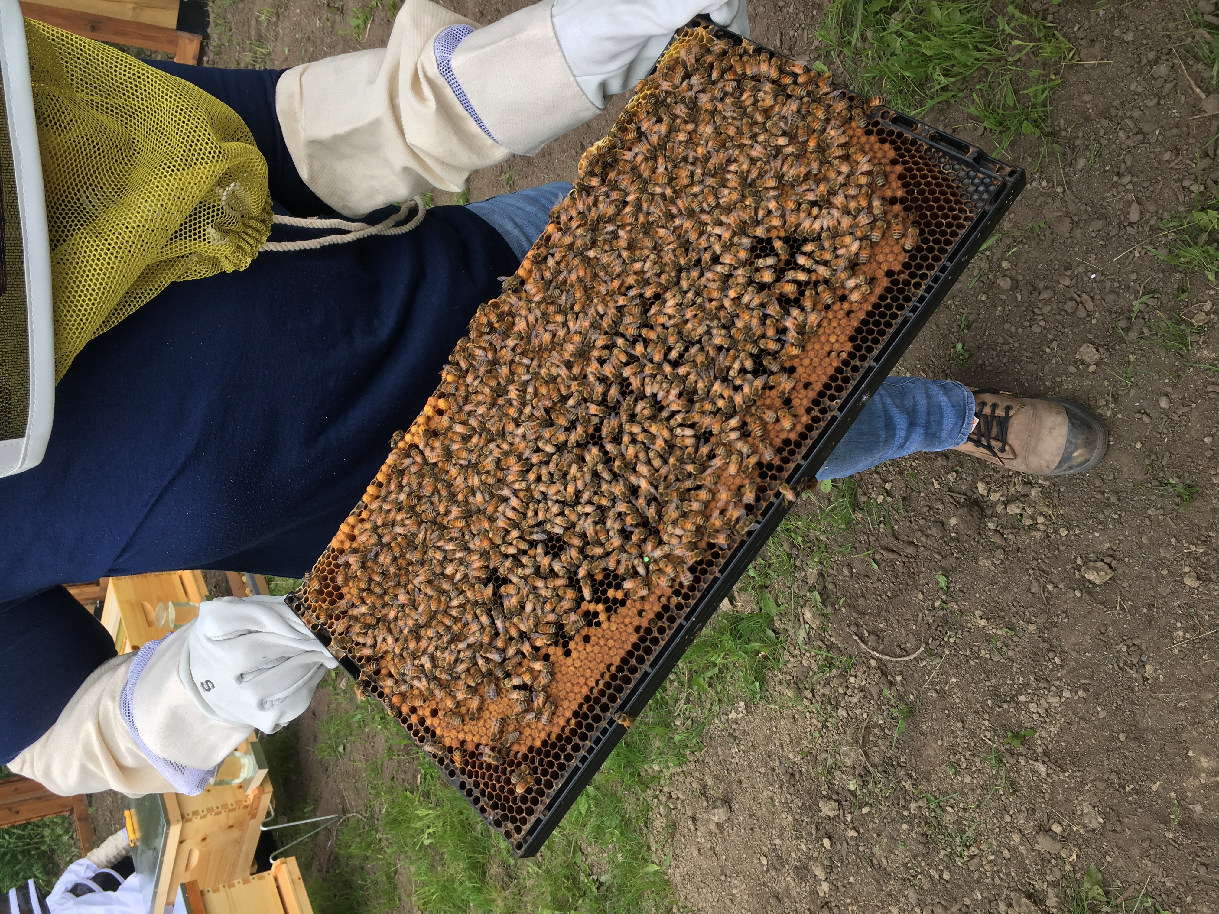 Quatre histoires pour découvrir la biodiversité de Saint-Constant