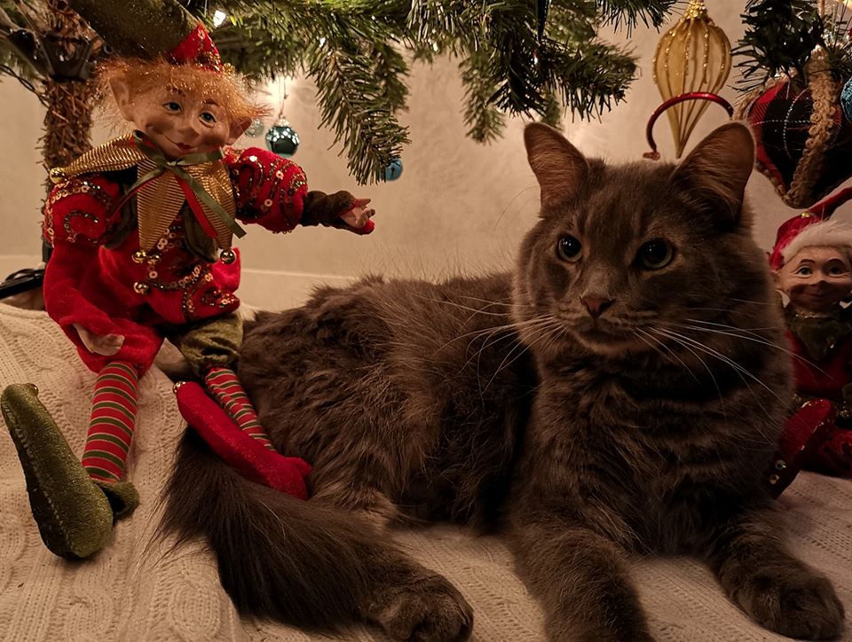 Les animaux, un cadeau auquel il faut bien réfléchir