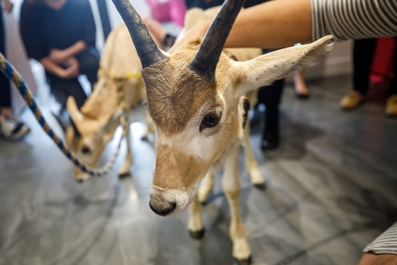 Sept histoires d’animaux marquantes