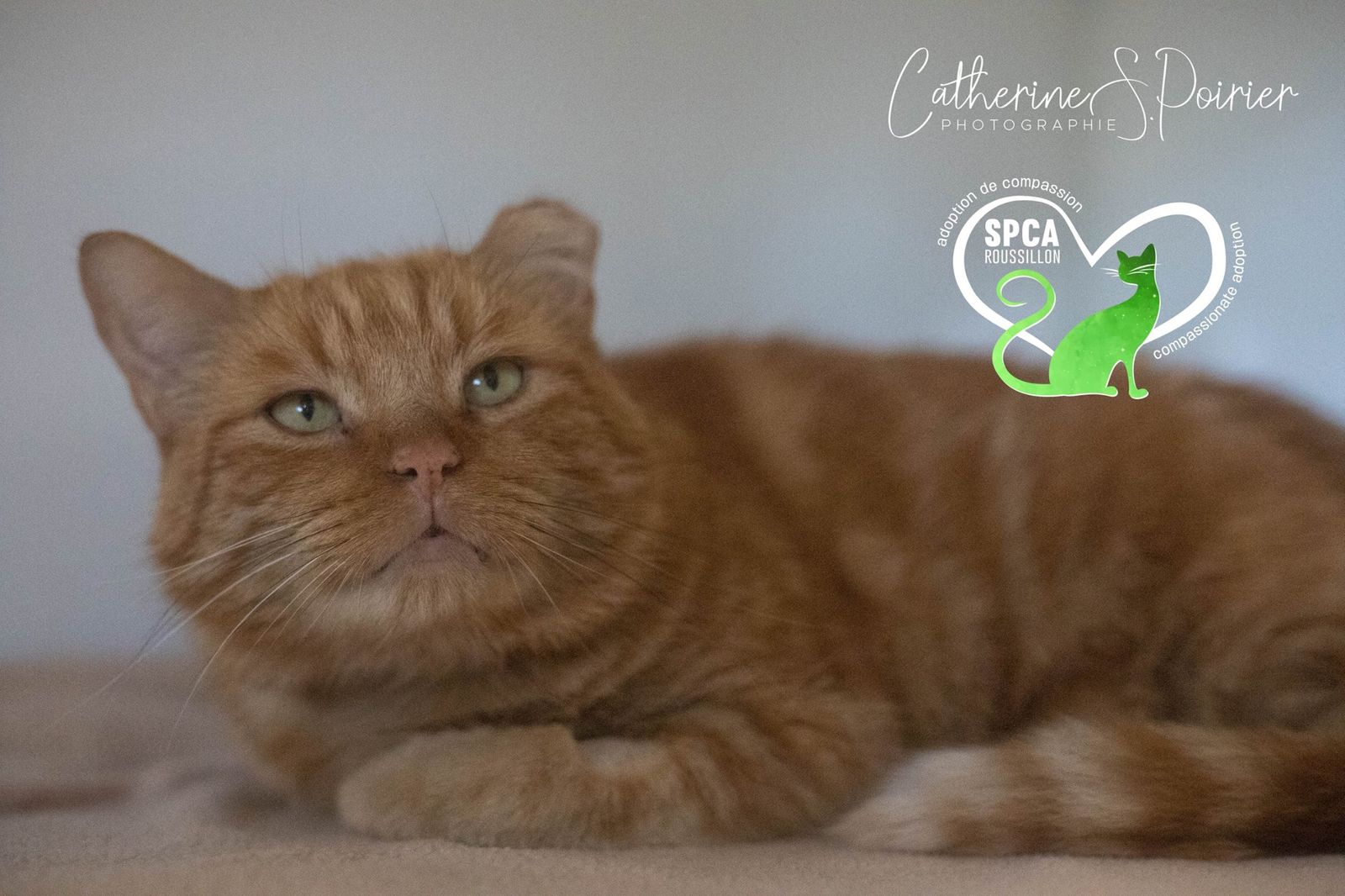 L&rsquo;animal de la semaine : Joe