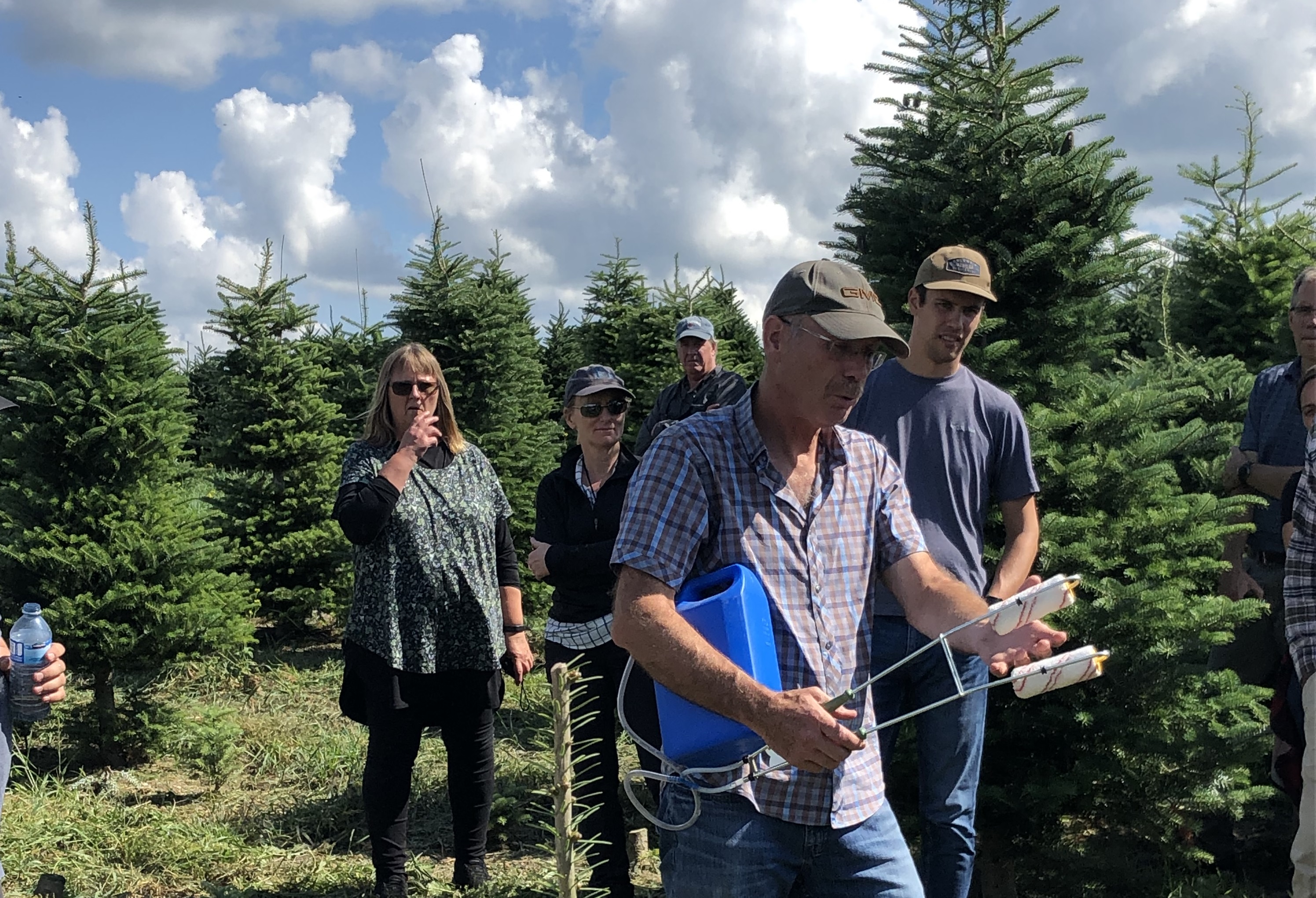 À la recherche du sapin parfait