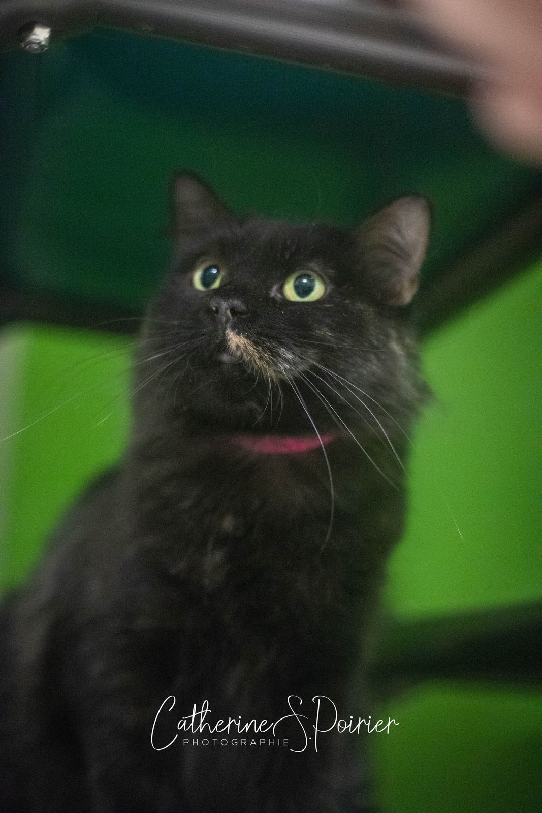 Josie, la chatte de la semaine