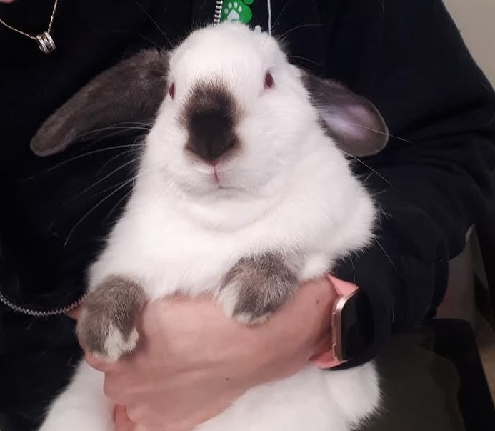 Pinpin, la vedette de la semaine