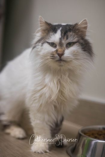 L&rsquo;animal de la semaine : M. Mittens