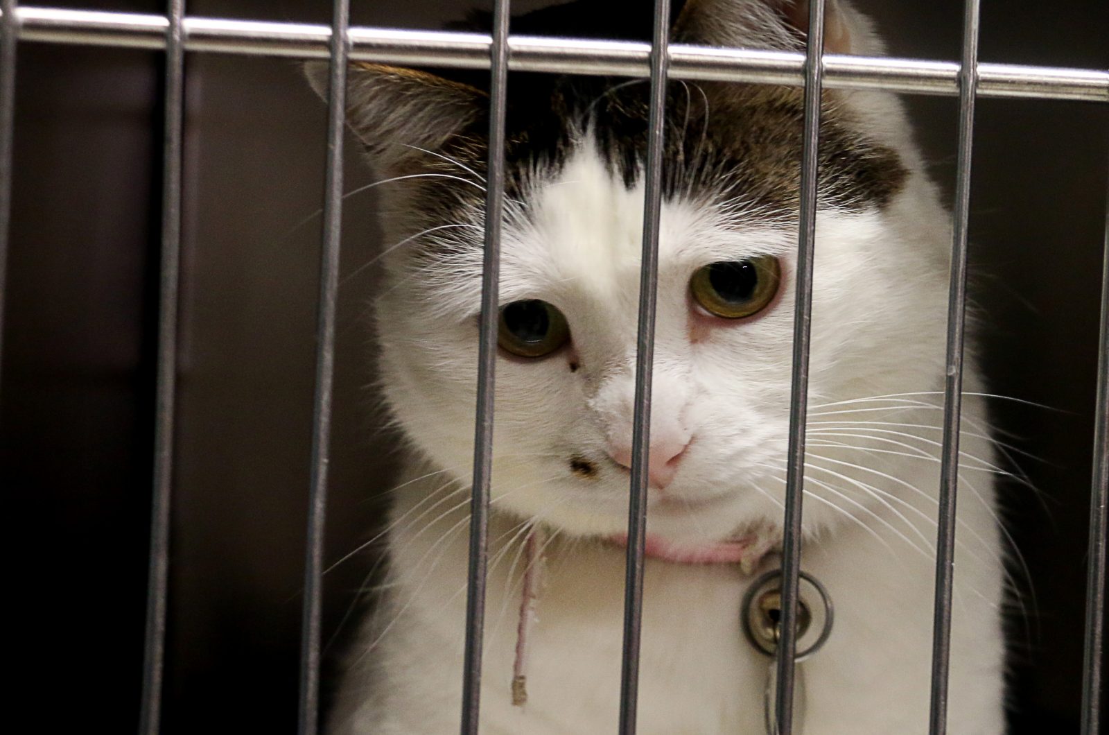 Une guignolée pour venir en aide aux animaux