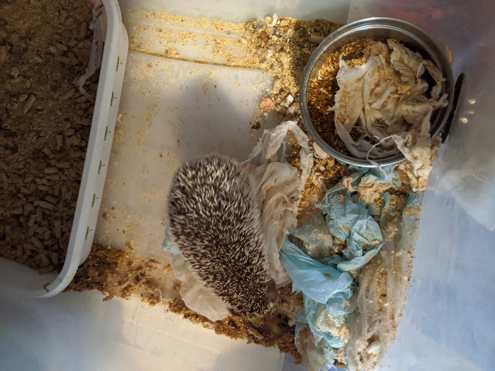 Saisies de hérissons à Beauharnois