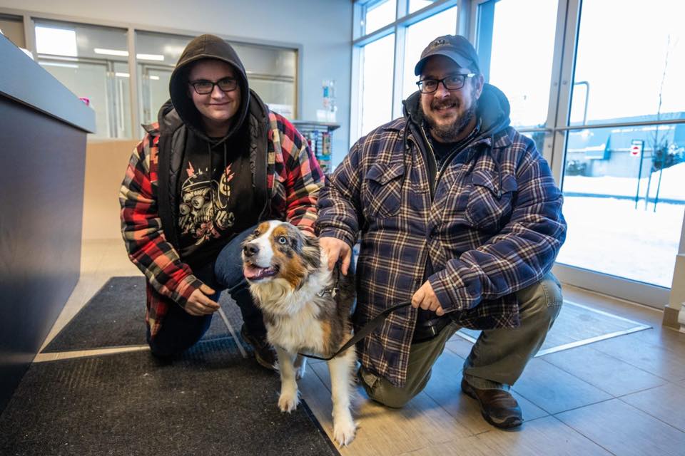 Un chien de l’Ontario retrouvé sur la Rive-Sud