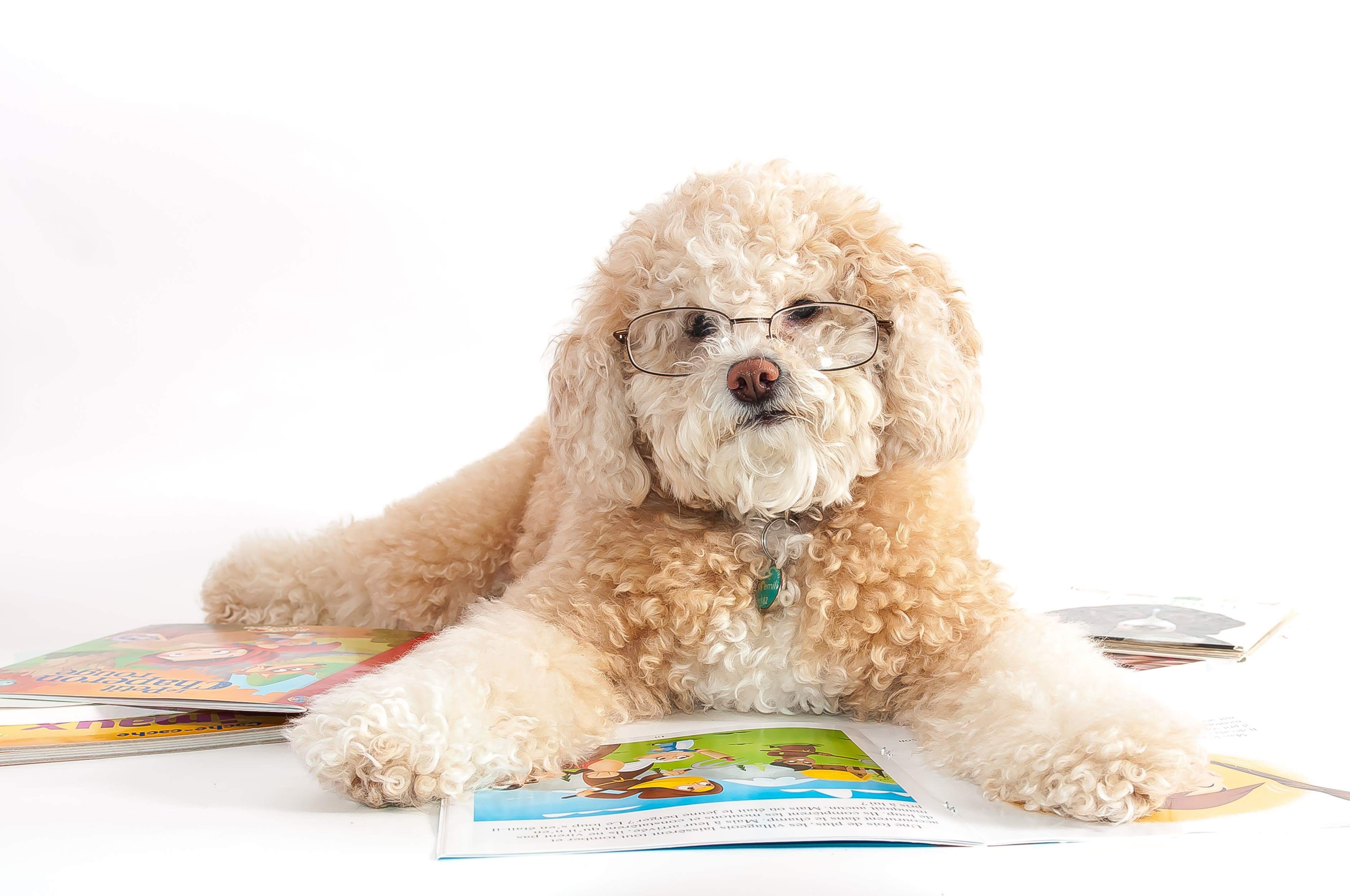 Un autre chien du territoire à Animania