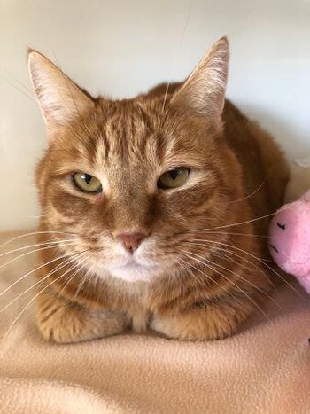 Pako, la vedette de la semaine