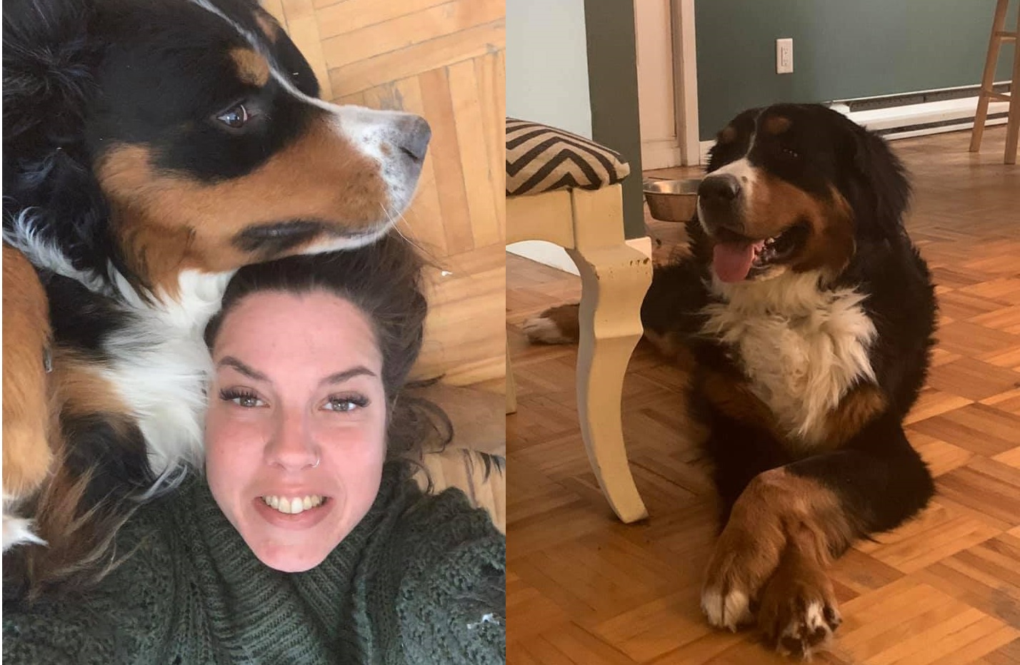 Elle retrouve son chien après 15 jours grâce aux réseaux sociaux