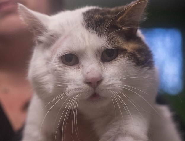 Gros Matou, la vedette de la semaine