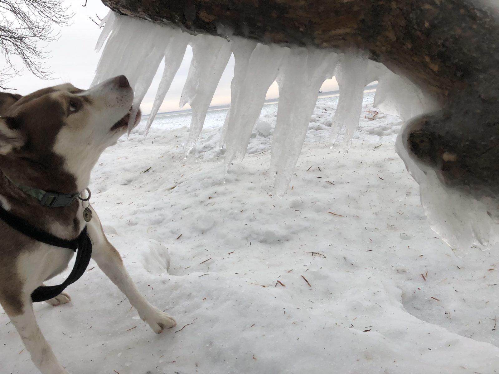 En attendant le verglas…