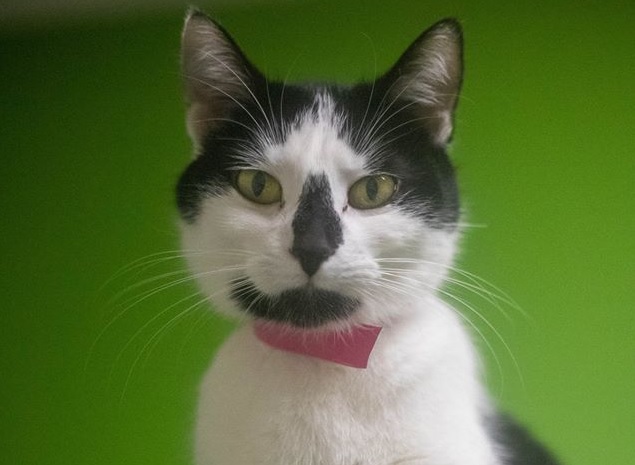 Charlie, la vedette de la semaine