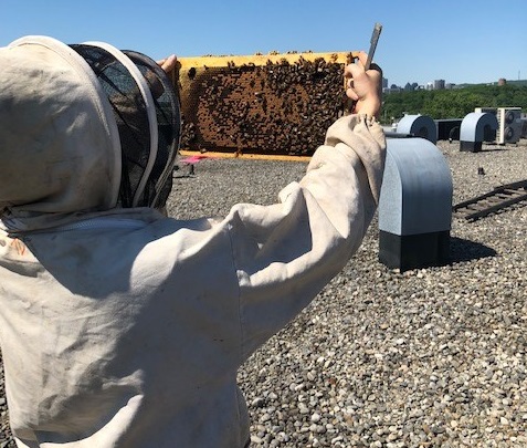 Du miel pour combattre l’Alzheimer