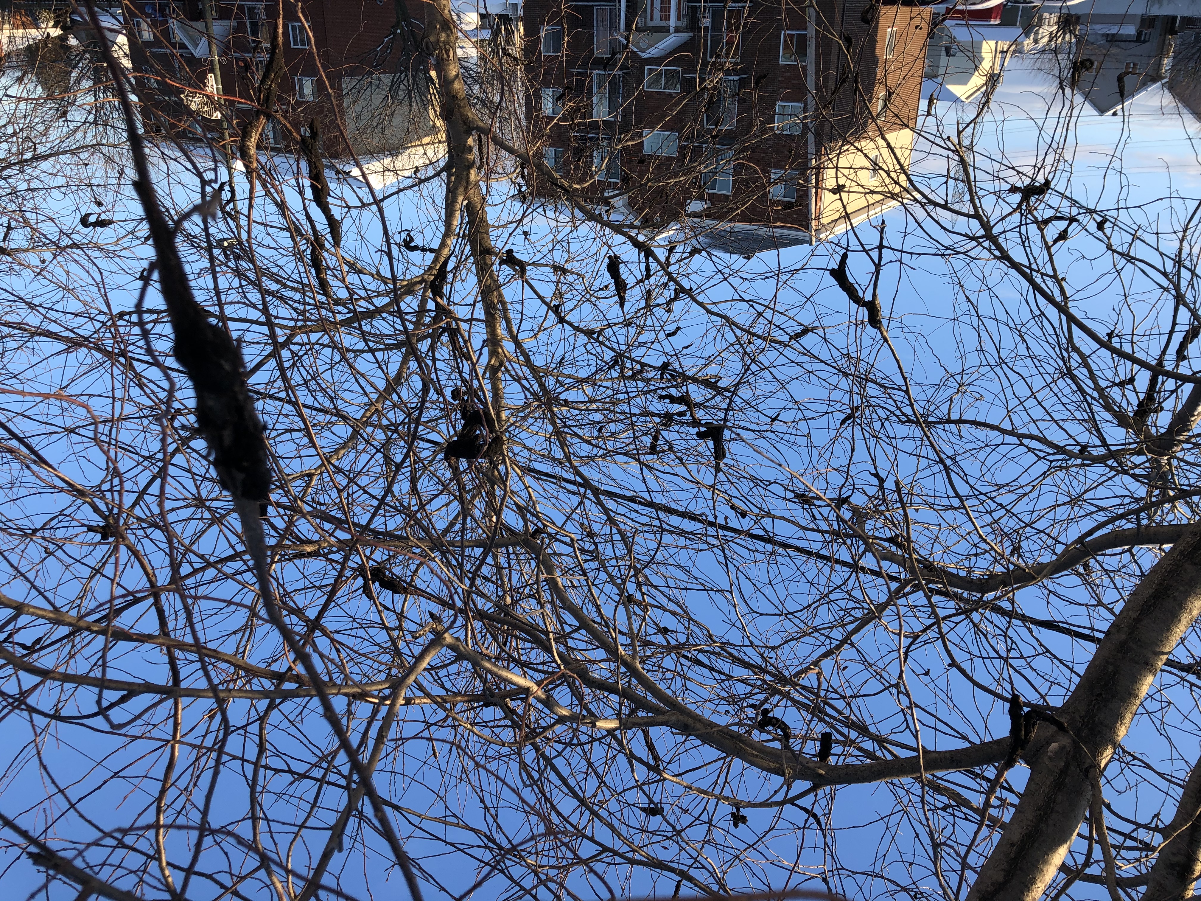 En croisade contre le nodule noir