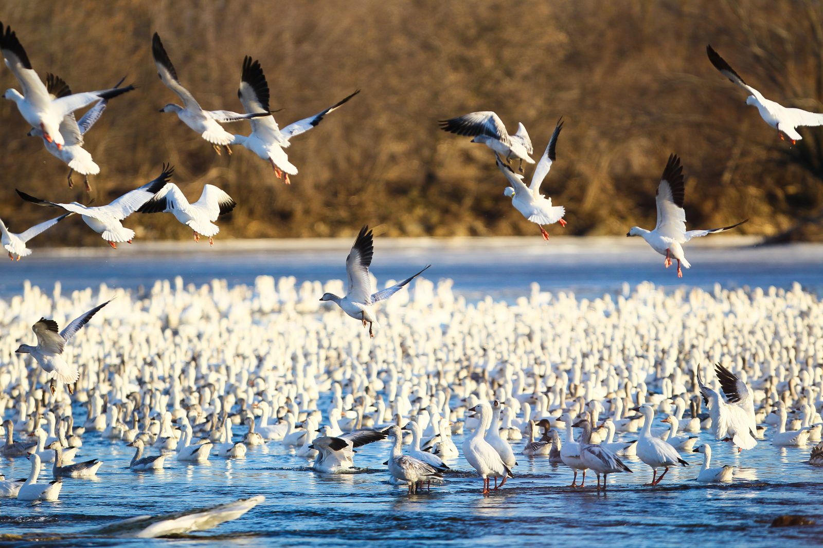 Les oies prolongent leur séjour en Montérégie