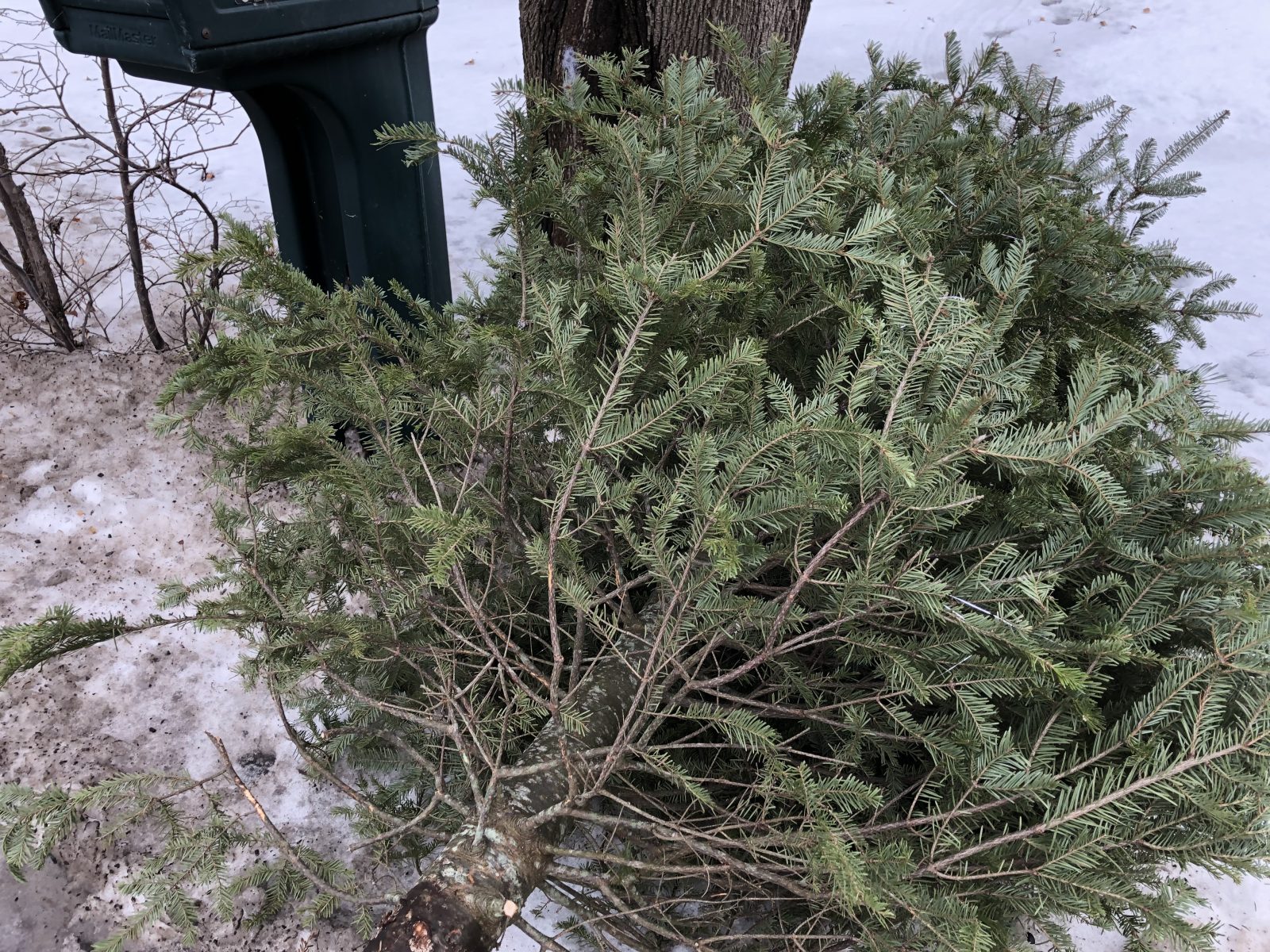 Offrir son sapin de Noël aux oiseaux