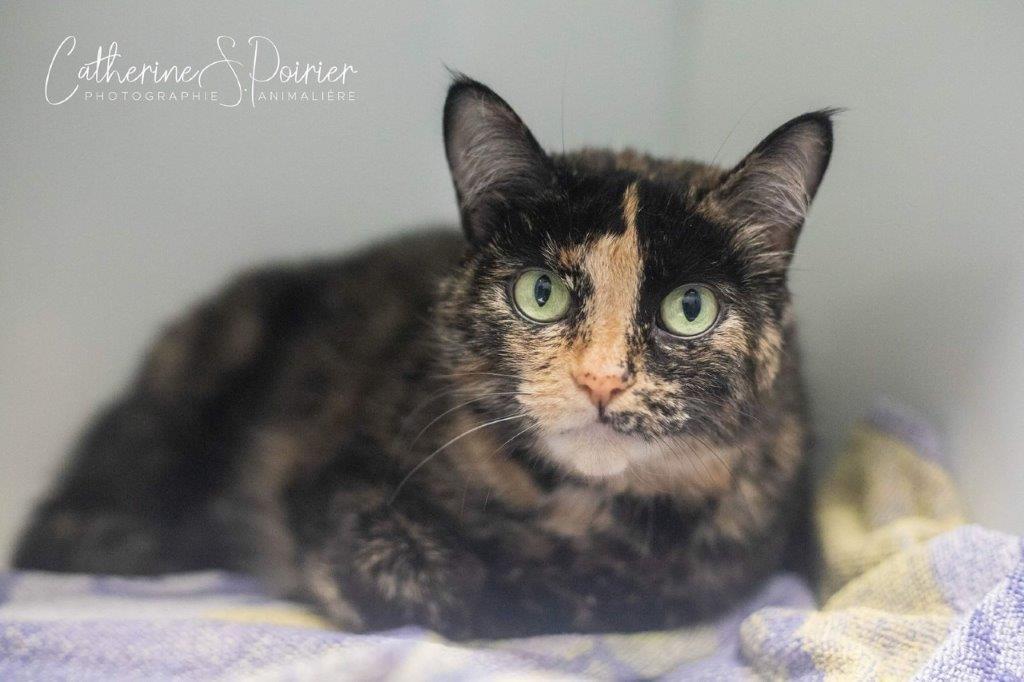 Boulette, la vedette de la semaine