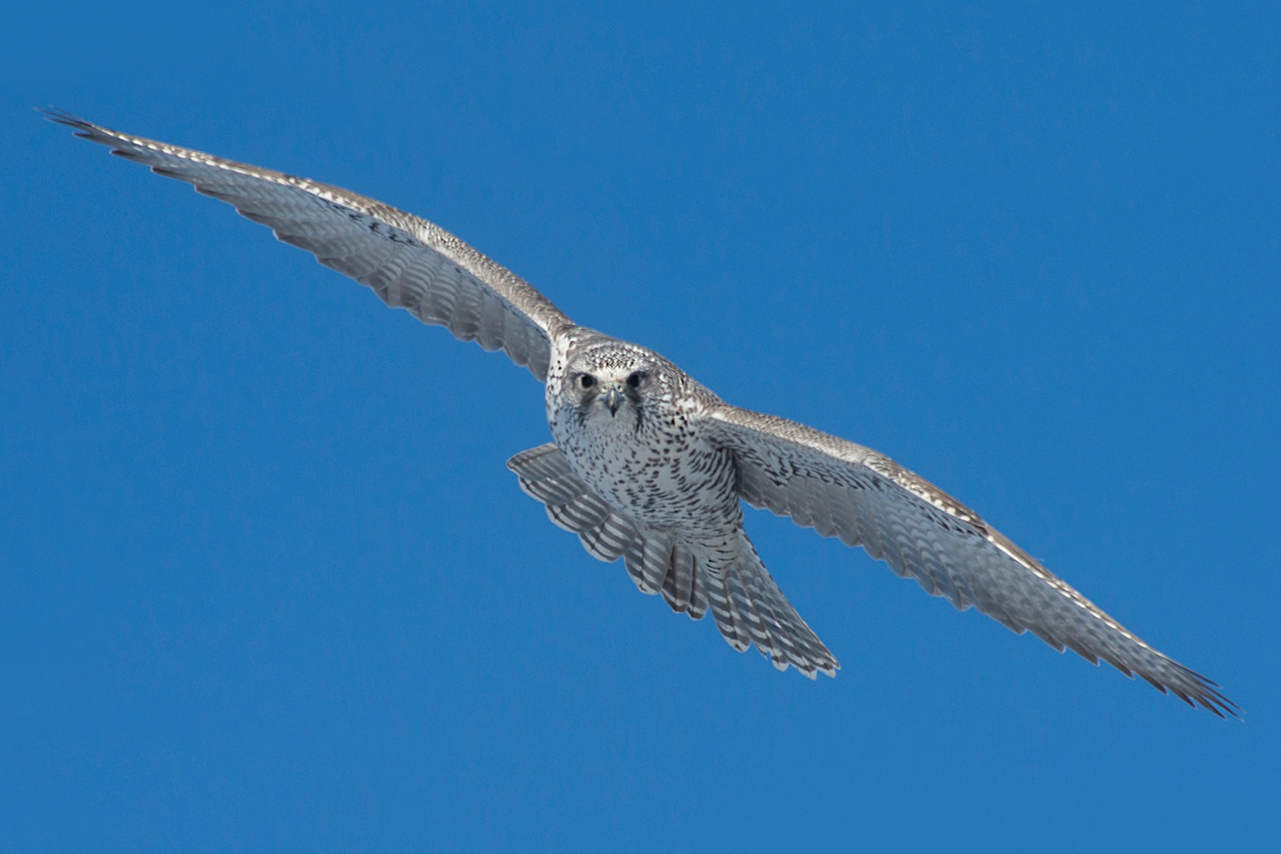 Un oiseau rare dans le ciel de Sainte-Catherine