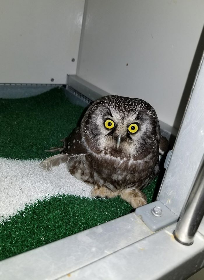 Un oiseau de proie blessé transporté des Îles-de-la-Madeleine à Longueuil