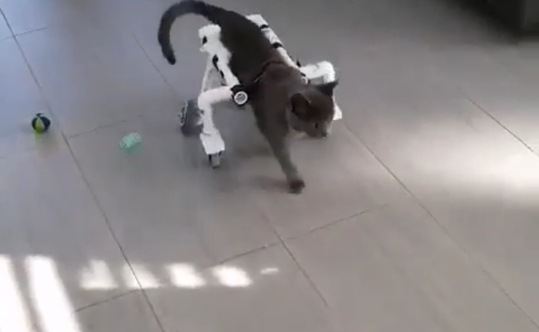 Un chat amputé se déplace en fauteuil roulant