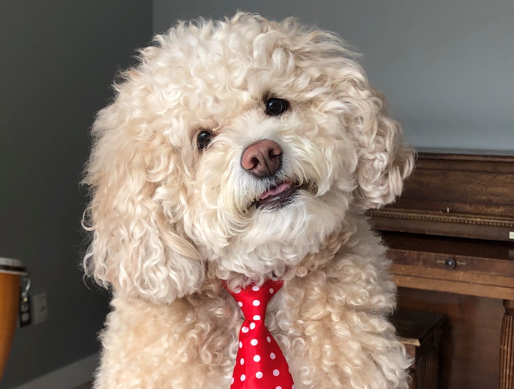 C&rsquo;est l&rsquo;heure du vote pour la finale d&rsquo;Animania