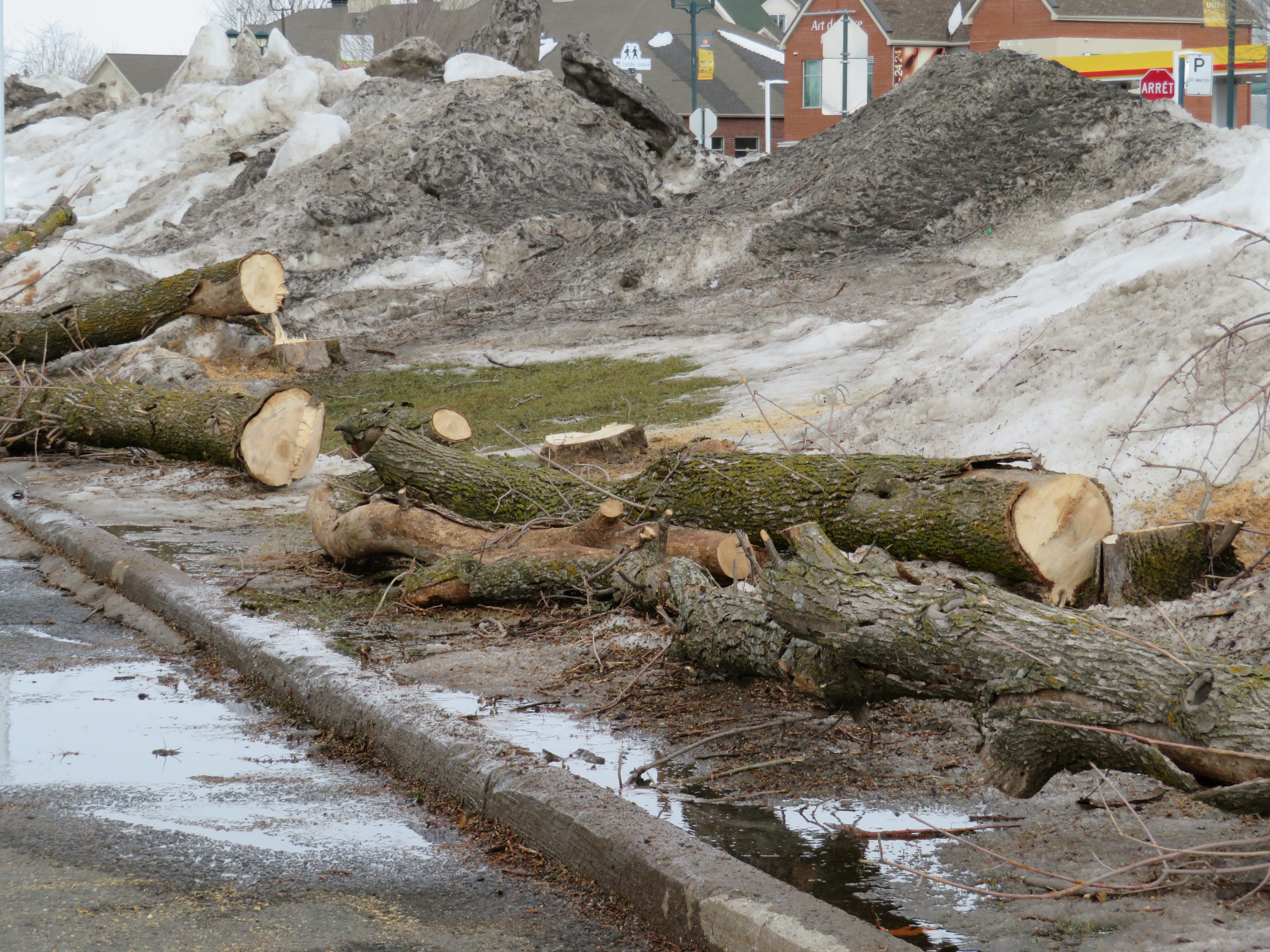 L&rsquo;agrile du frêne : avant et après en photos