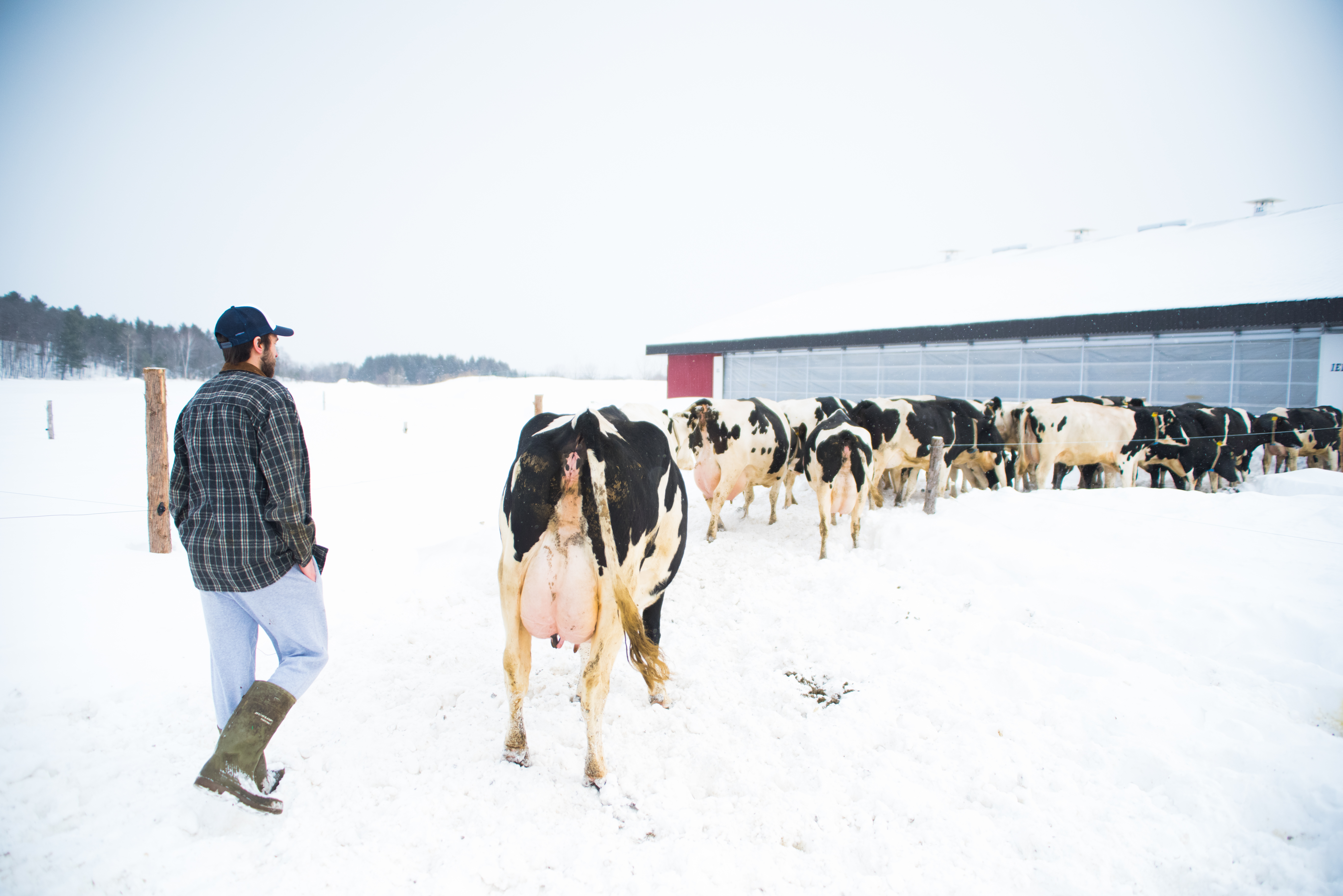 La neige, bonne pour la santé et le moral des vaches