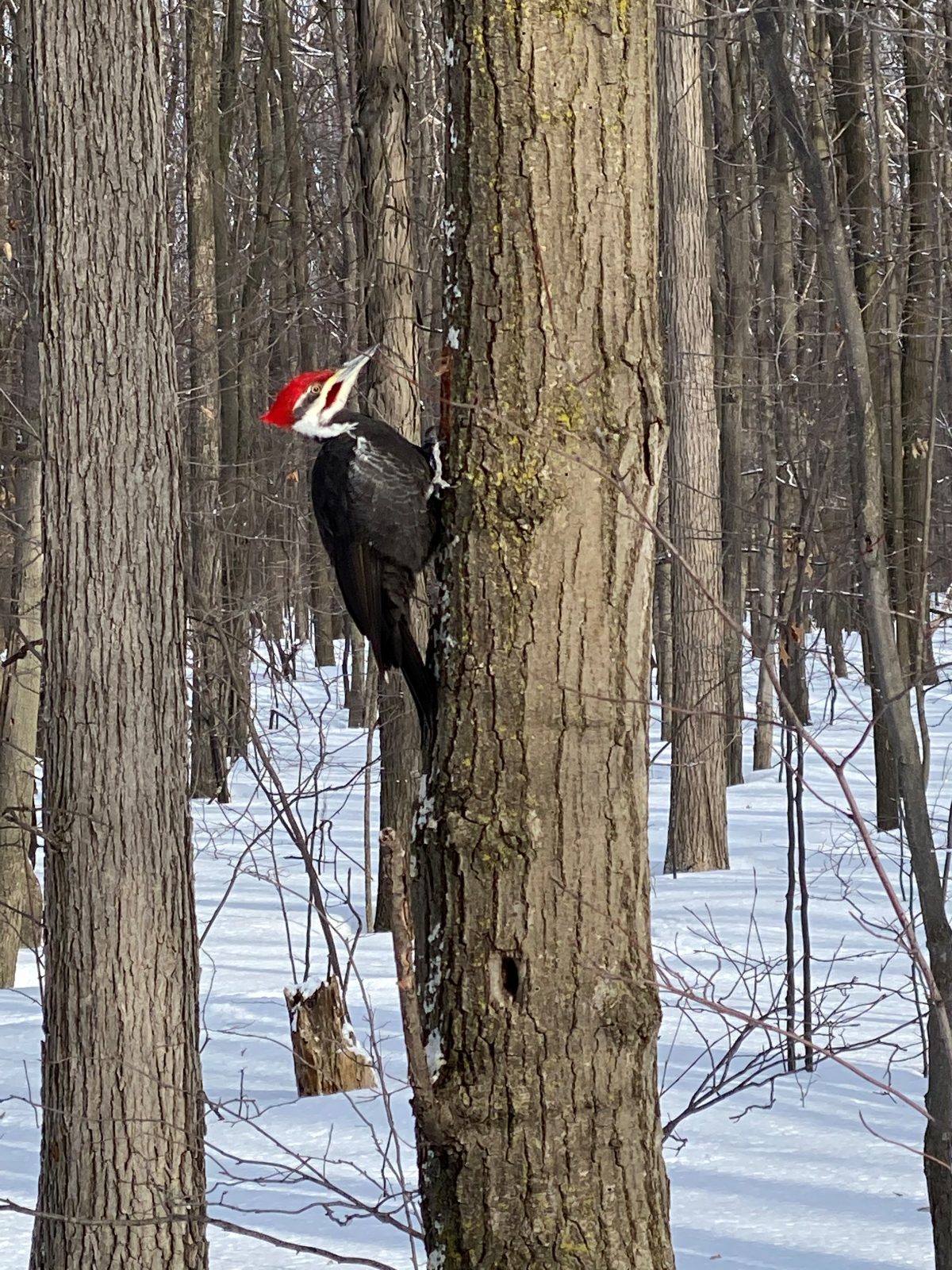 Une belle découverte dans un parc