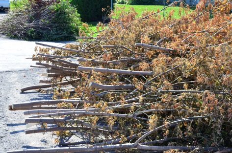 Collectes de branches à Saint-Philippe