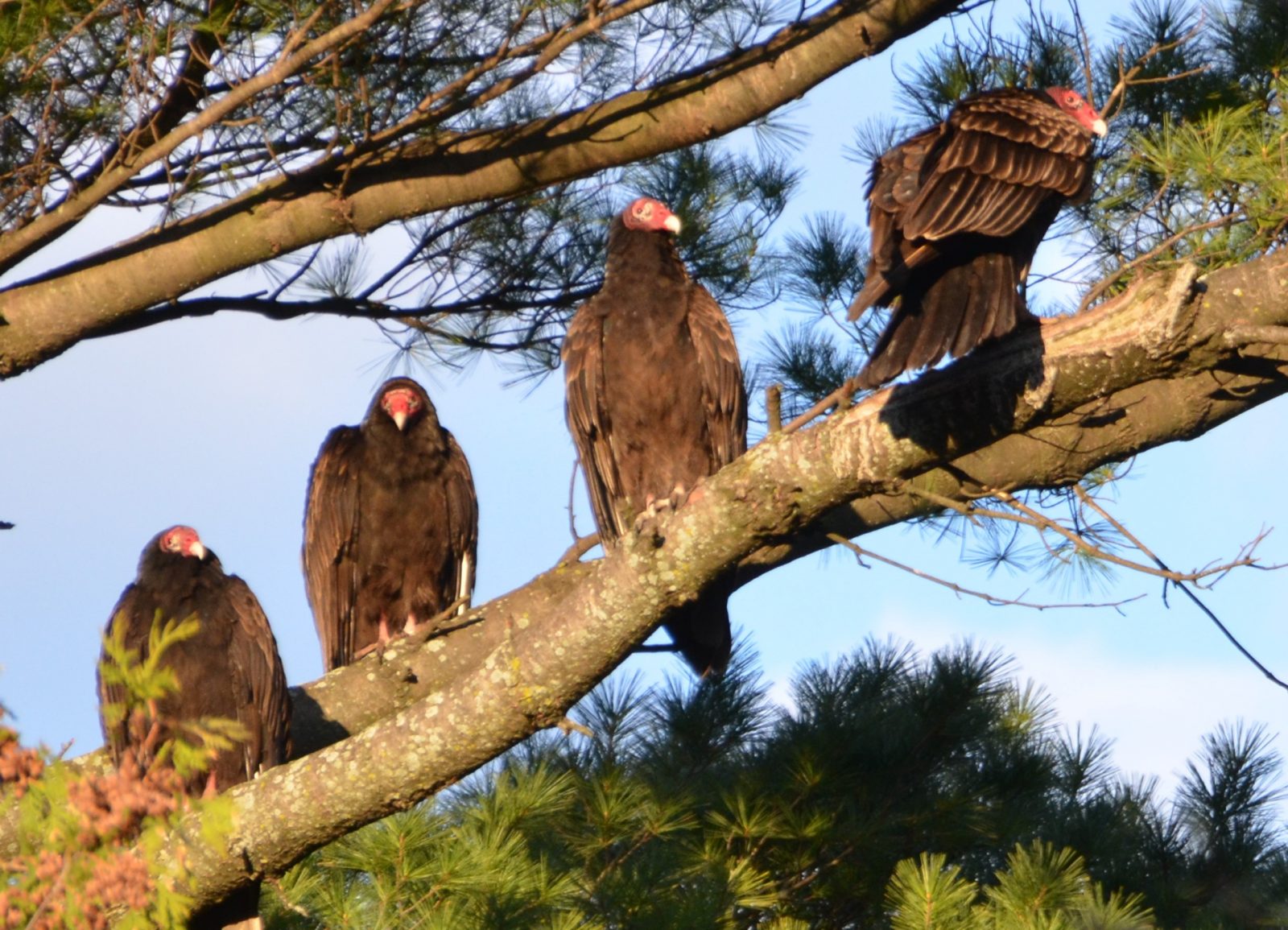 Les urubus ont des arbres chouchous à Châteauguay