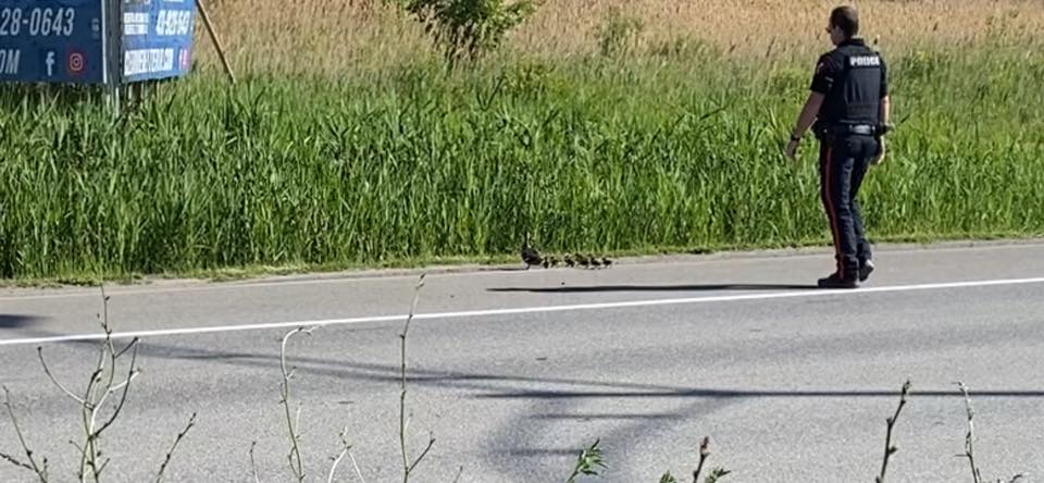 VIDÉO – Des Peacekeepers à la rescousse d’une famille de canards