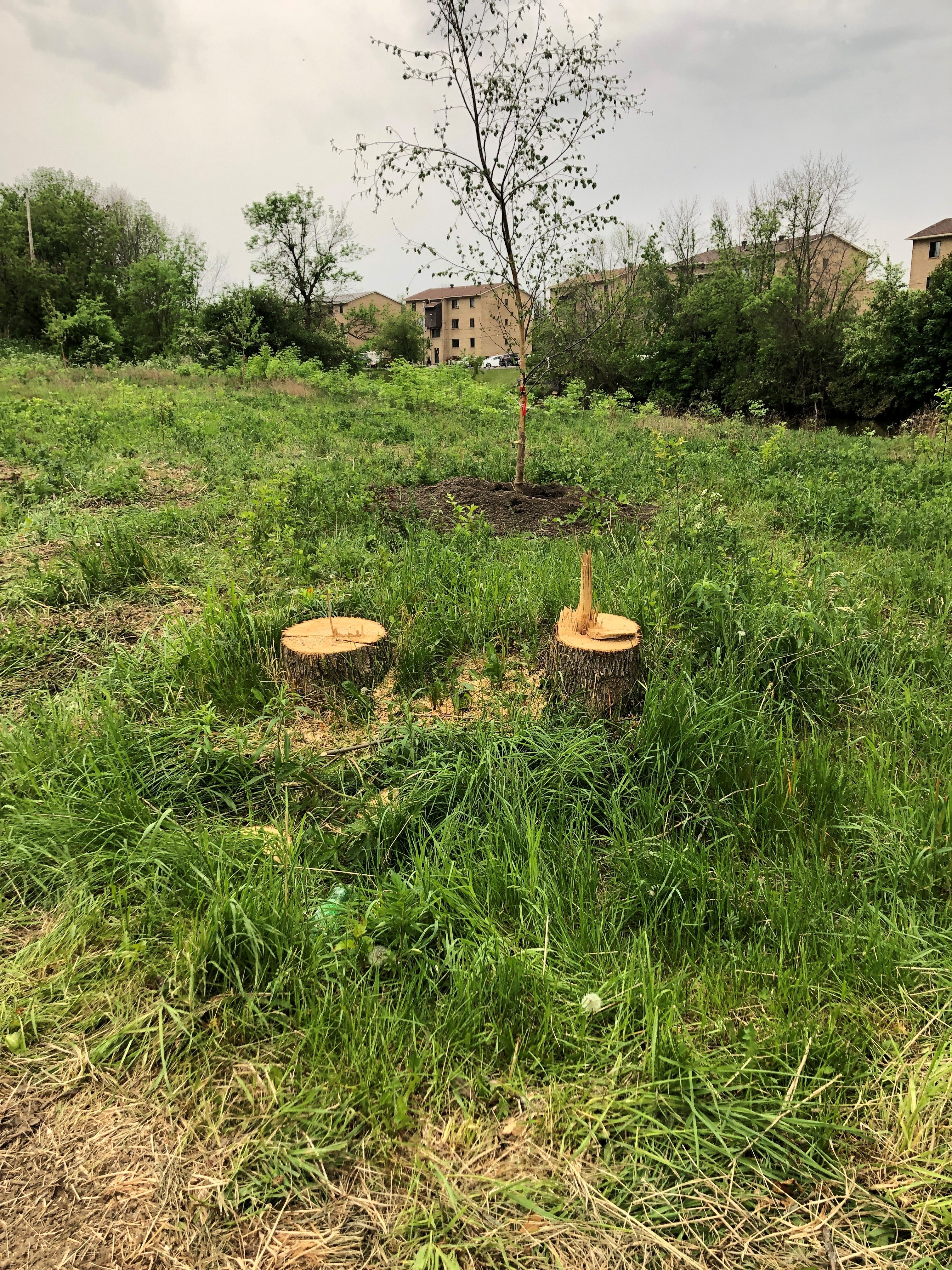 Des arbres coupés pour aménager le Sentier de la découverte à Candiac