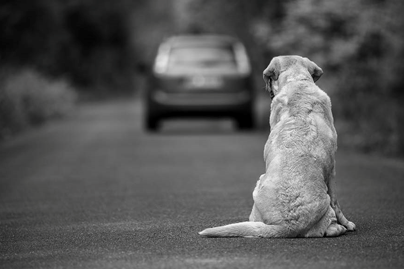 N’oublions pas les animaux
