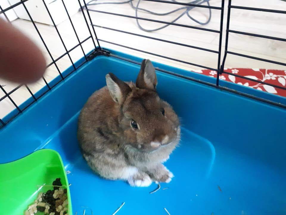 Opération de sauvetage des lapins errants à Châteauguay