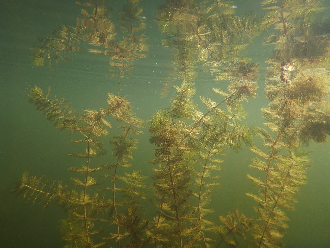 Myriophylle à épis: résistez à l’envahisseur !