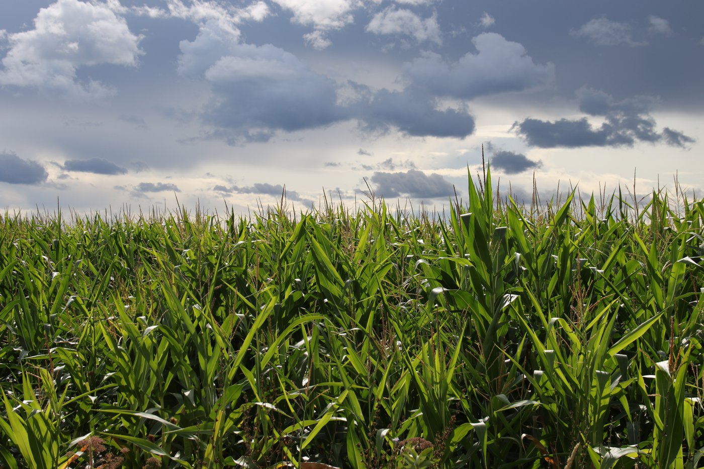 L&rsquo;été de tous les défis pour les agriculteurs de la Montérégie