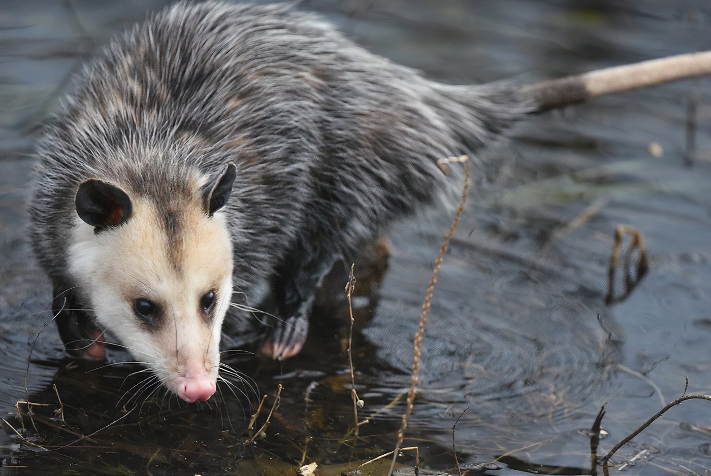 VIDÉO – Un opossum dans sa cour à La Prairie